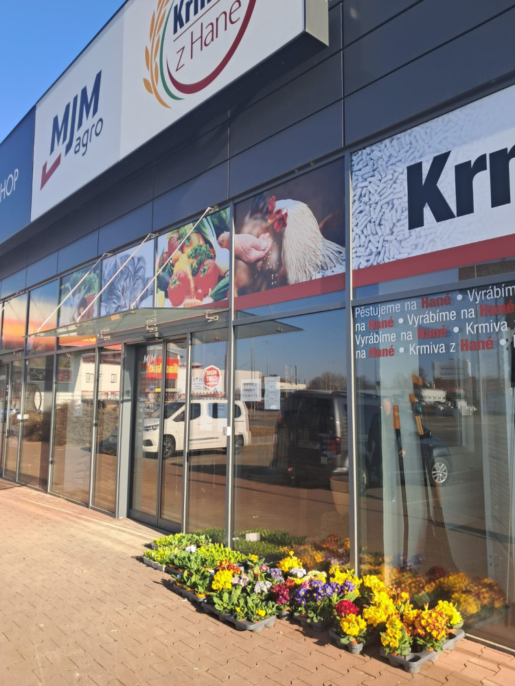 Už nám rostou petrklíče!