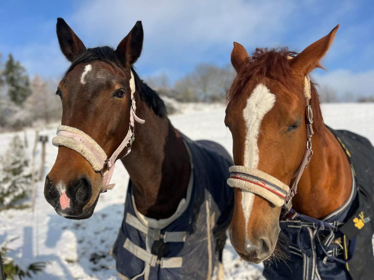 Hledáte klidné a kvalitní ustájení pro svého koně?