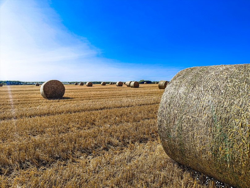 Žně na Hané se chýlí ke konci.